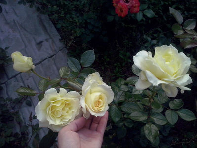 CAM01645