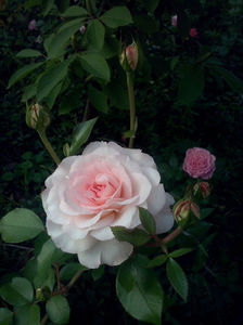 CAM01648