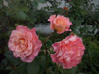 CAM01657