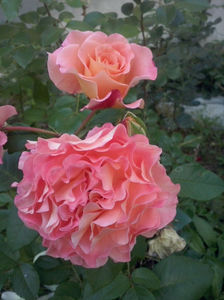 CAM01658