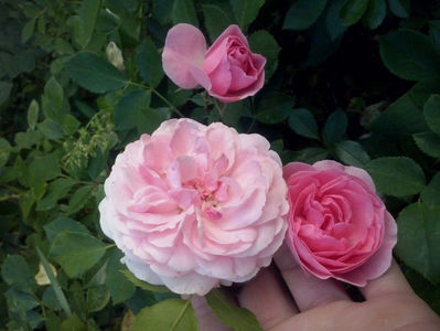 CAM01667