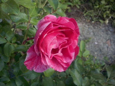 CAM01675