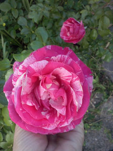 CAM01677