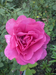 CAM01681