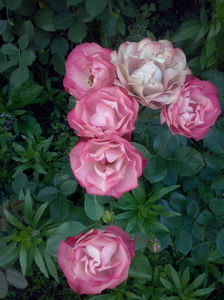 CAM01682