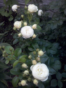CAM01704