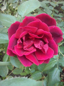 CAM01715