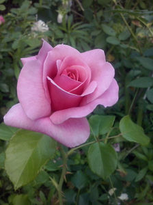 CAM01734