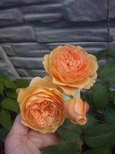CAM01752