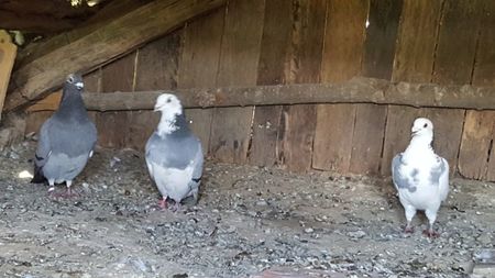 O familie fericita; Tata,mama si fiul
