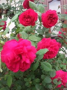 20180519_092207 - Copy