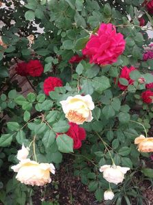 20180519_092229 - Copy