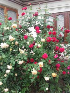20180519_092253 - Copy
