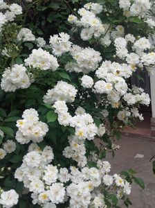 20180519_092601 - Copy