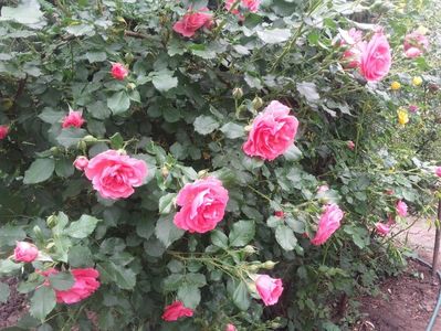 20180519_093524 - Copy