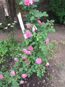 20180519_093648 - Copy