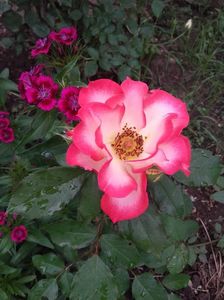 20180519_093917 - Copy