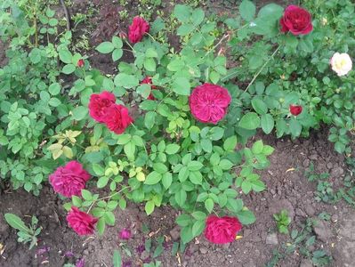 20180519_094357 - Copy
