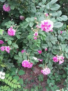 20180519_095108 - Copy