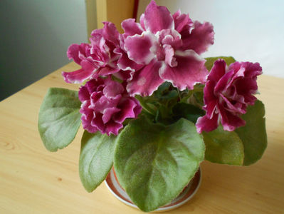 Moroznaia Vishnia Frosty