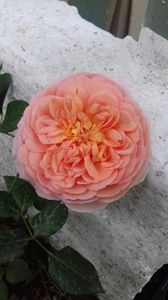 ABRAHAM DARBY; ABRAHAM DARBY
