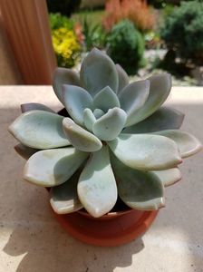 Pachiveria Loredana