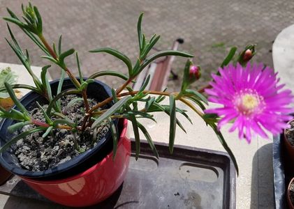 Lampranthus