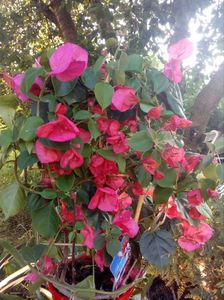 bougainvillea