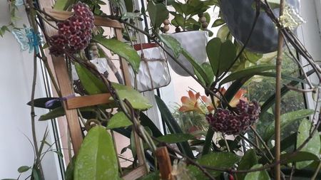 IMG-20180521-WA0029; hoya pubicalyx silver pink
