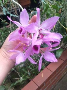Stanhopea