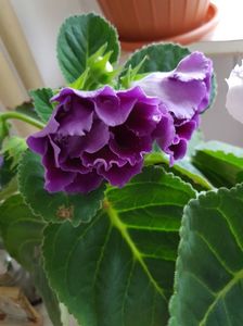 24.05; Gloxinia
