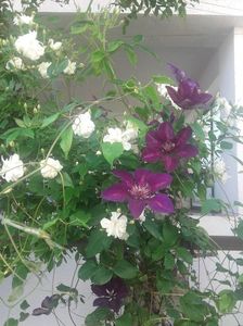Rambler alb si clematita
