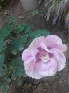 Eyes for you; Plantat in primavara
