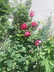 Falstaff; Cu flori parlite de soarele arzator
