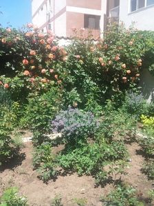 Westerland; In 3zile a inflorit si in celelalte 3florile au fost topite aproape de soare 30 grade
