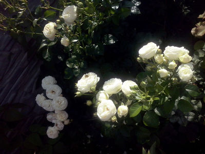 CAM01856