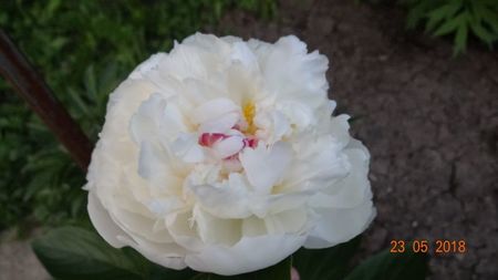 Marie Lemoine