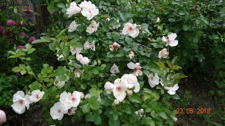 Jacqueline du Pre