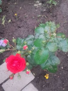 Chica flower circus; Plantat in aceasta primavara

