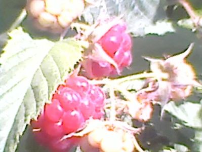 Zmeura Aroma Queen,24.05.2018