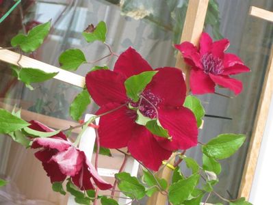 Clematis Nubia