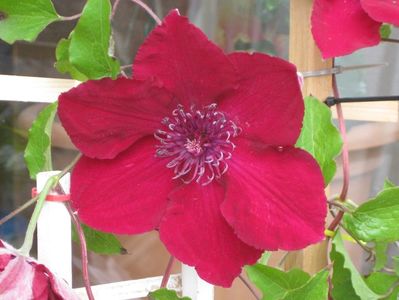 Clematis Nubia