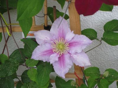 Clematis Piilu