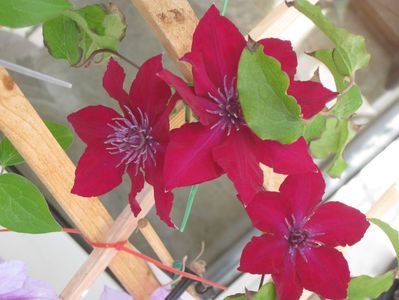 Clematis Nubia