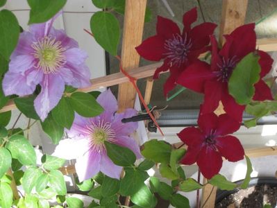 Clematis Nubia si Piilu