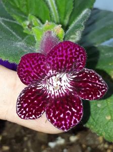 ; Kohleria Kapo
