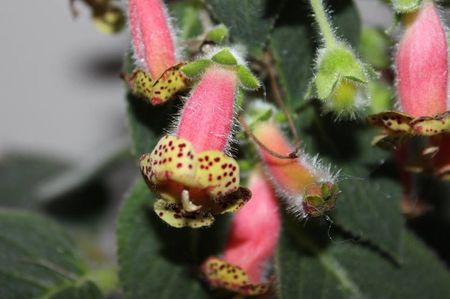 Belinda02; Kohleria Ni's Belinda
