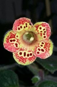 Belinda03; Kohleria Ni's Belinda
