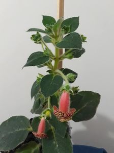 Belinda05; Kohleria Ni's Belinda
