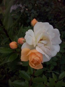 Ghislaine de Feligonde